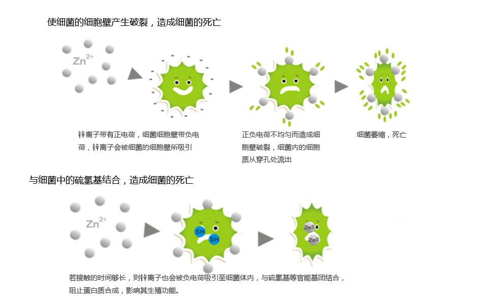 锌离子抗菌机理.jpg