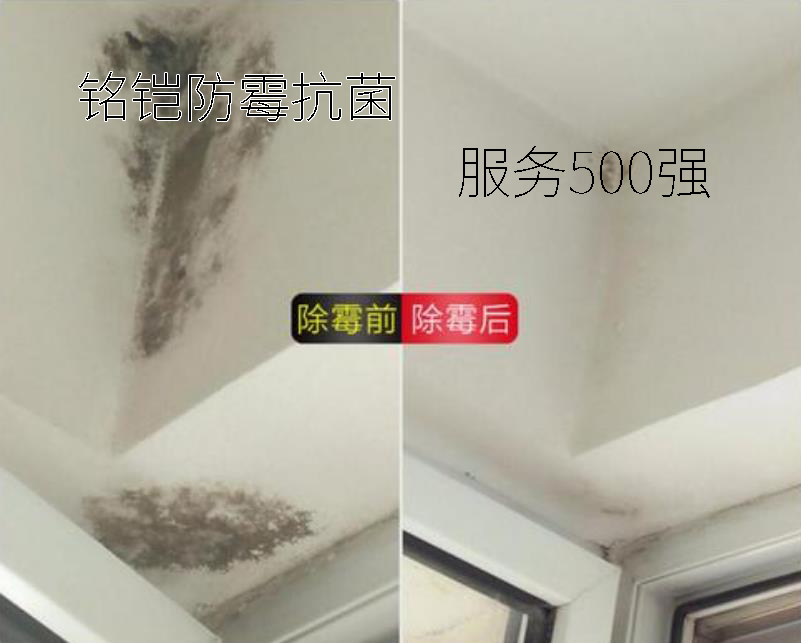 墙壁除霉剂 墙壁发霉怎么处理 除霉灵墙体专用除霉剂